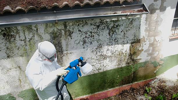 Trusted Mold Remediation service in Babson Park, FL - Cheap Mold Removal